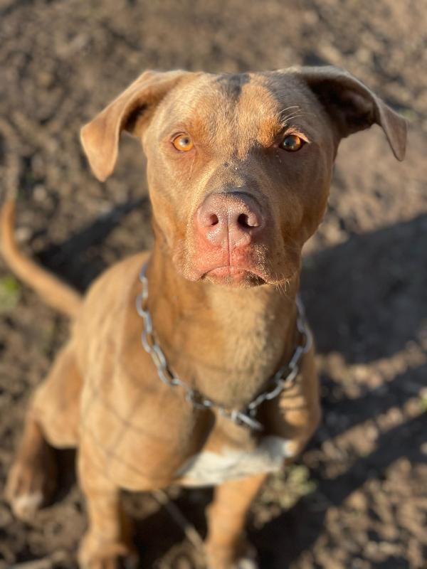 Zoro_Splendido Pitbull Red Nose